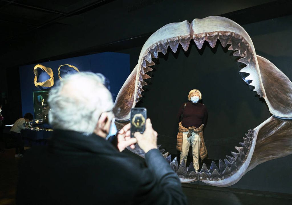 réplica da mandíbula de um megalodonte réplica da mandíbula de um megalodonte