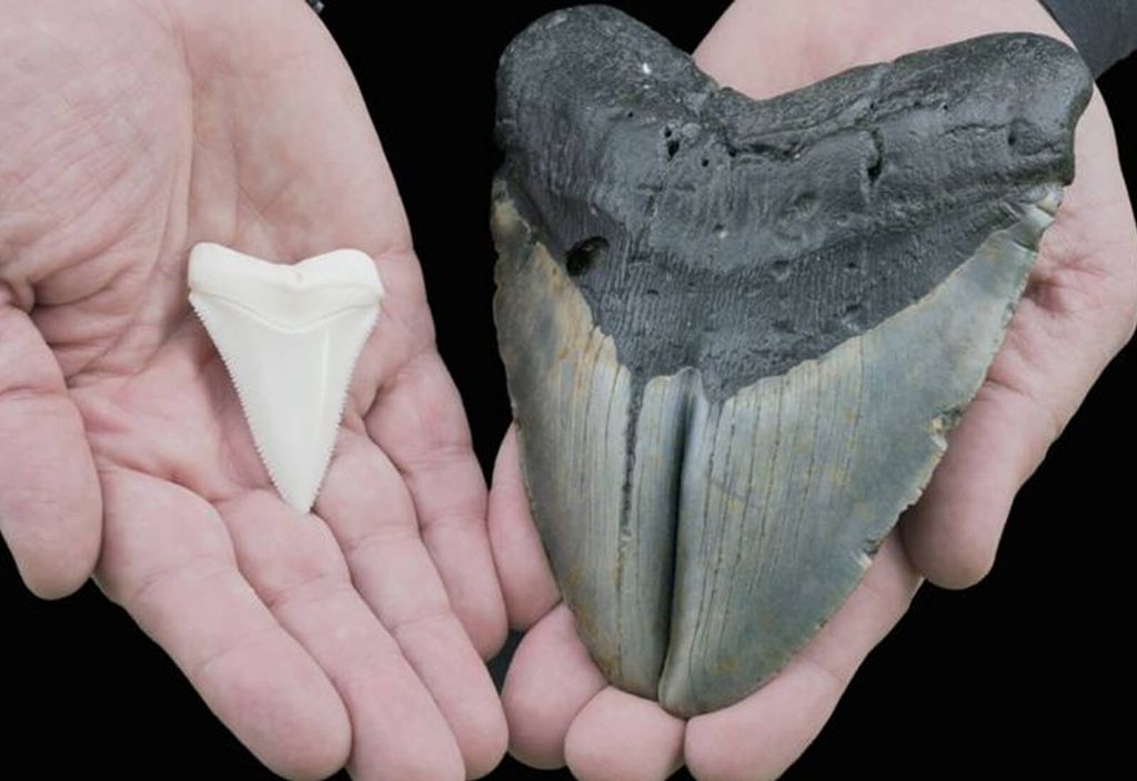 dente de um megalodonte (à direita) e do grande tubarão-branco (à esquerda) dente de um megalodonte (à direita) e do grande tubarão-branco (à esquerda)