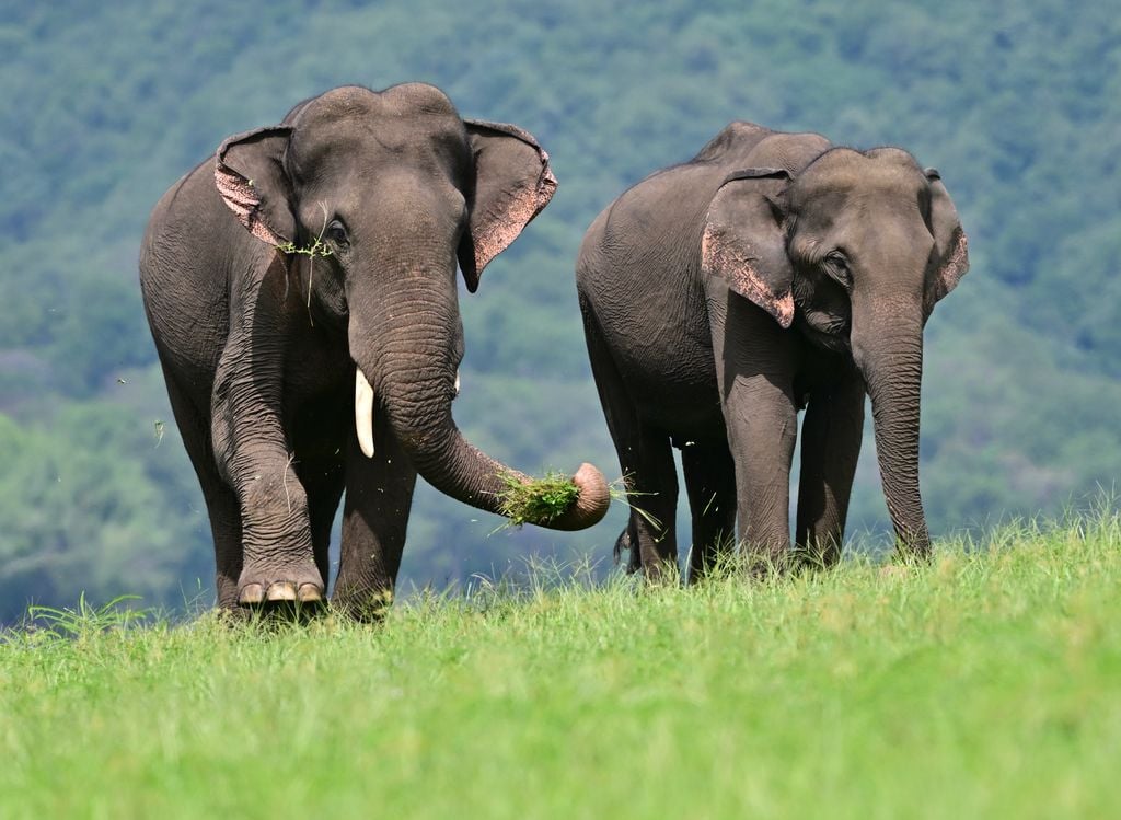 elefant, asien elefant, asien