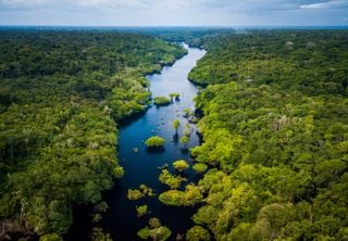 Meio Ambiente: você conhece todos os biomas do Brasil?