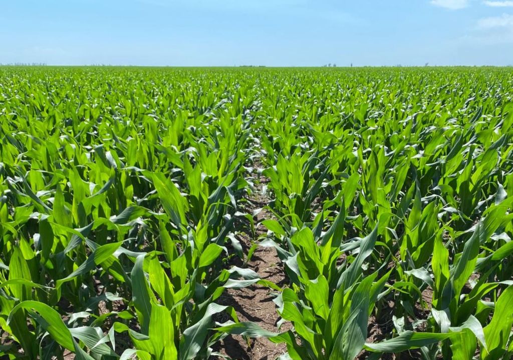 maíz córdoba maíz córdoba