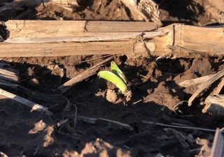 Mejoran las expectativas agronómicas en la campaña agrícola, pero aún preocupa la baja rentabilidad