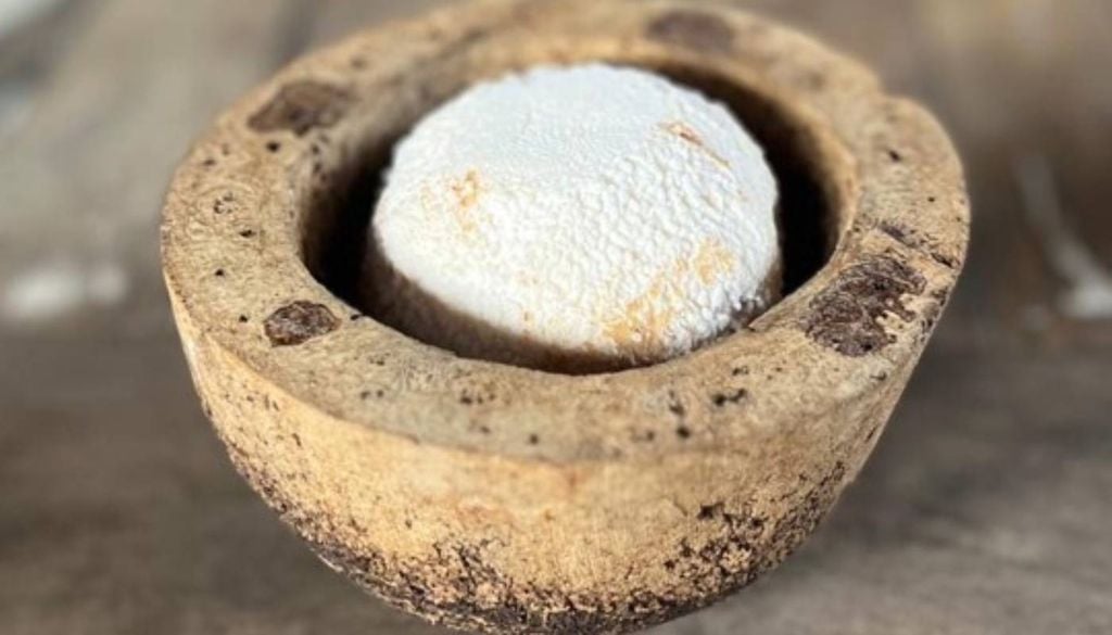 O diferencial deste queijo é que ele é maturado dentro da caçapa do fruto da sapucaia, o que ajuda a manter a sua umidade. Crédito: Divulgação.