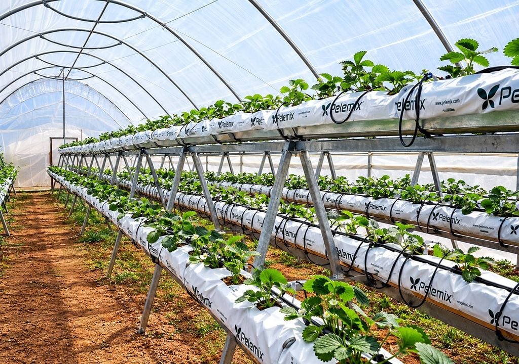 Producción de frutillas en invernadero: ventajas y desafíos. Este sistema permite proteger el cultivo de las lluvias, las heladas y el granizo, mejorar la calidad de la fruta y extender la temporada de cosecha; sin embargo, requiere una mayor inversión inicial, manejo de la ventilación y la humedad, y un control riguroso de plagas y enfermedades.