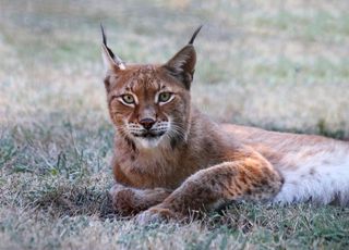 Menacé d'extinction, le lynx fait son grand retour en France !