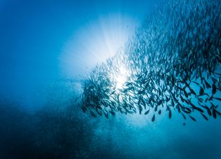 Menacée, la sardine portugaise bientôt sauvée ?