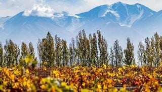 Mendoza en oto&ntilde;o: el viaje que combina vino, paisajes y tranquilidad absoluta