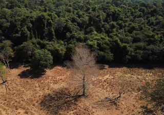 Cerrado brasileiro pode enfrentar a pior seca dos últimos 700 anos, afirma estudo