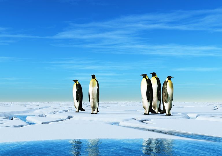 Pingüinos en la Antártica Pingüinos en la Antártica