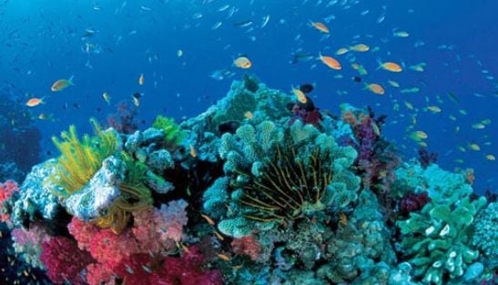 Menos Oxigeno En Los Mares, Menos Biodiversidad