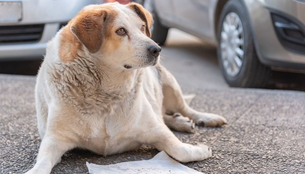 La pérdida de la cintura es una de las señales más fáciles para detectar sobrepeso en los perros.