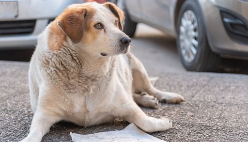 Menos premios, m&aacute;s paseos: qu&eacute; recomiendan los veterinarios para combatir el sobrepeso en perros