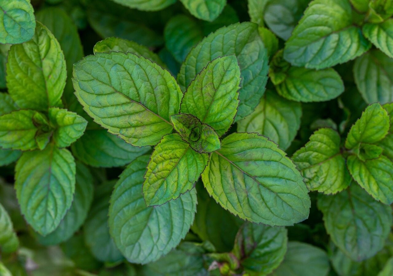 Lo sapevi che tra le innumerevoli varietà di menta esiste anche quella che sa di cioccolato?