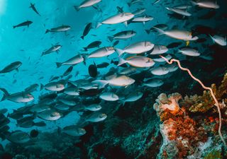 Estudo indica que mercúrio no oceano apresentou um aumento devido às atividades antropogênicas