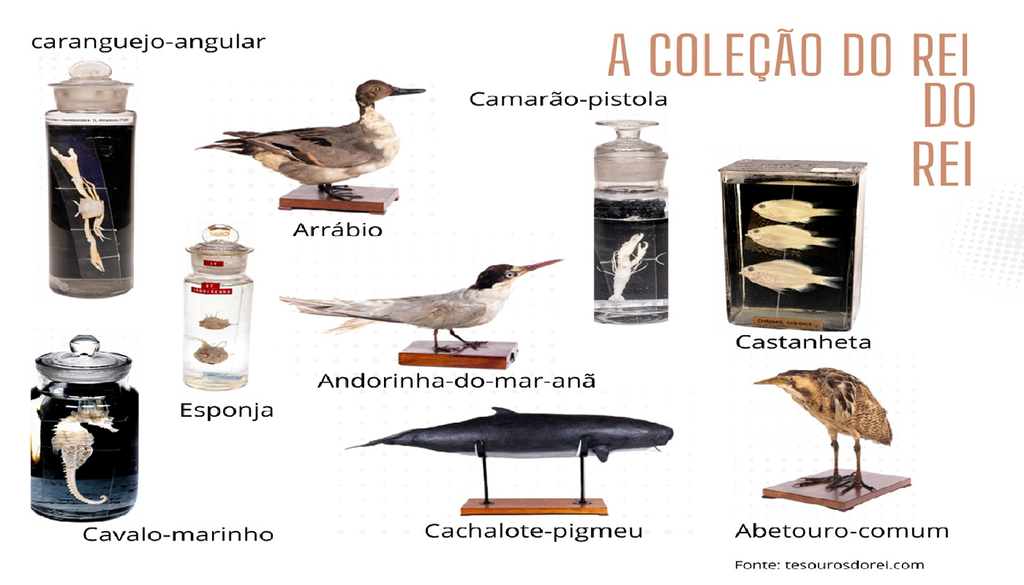 O acervo de D. Carlos ainda hoje é uma referência para investigadores de zoologia. Imagem trabalhada no Canva sobre fotos do website da Marinha tesourosdorei.com