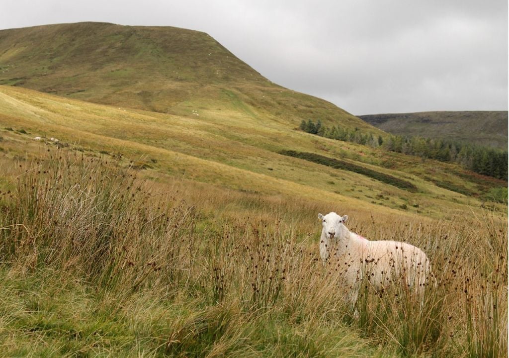 Ovelha no Parque Nacional Brecon Beacons, País de Gales Ovelha no Parque Nacional Brecon Beacons, País de Gales