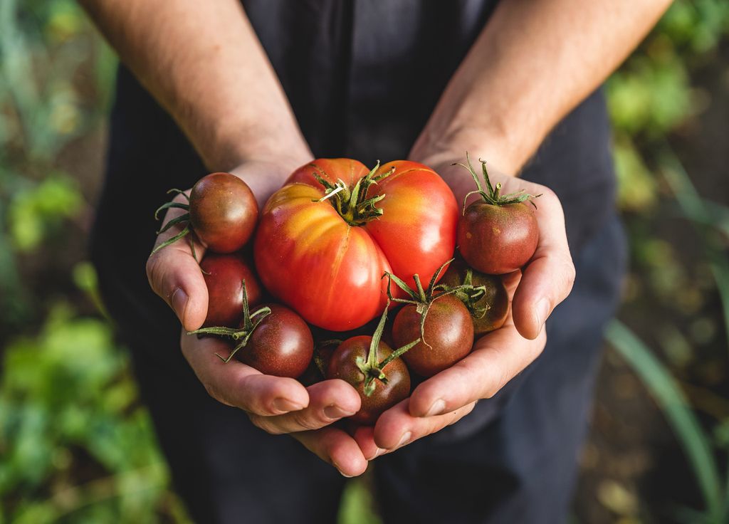Les tomates cultivées en pleine terre sans serre seront mures plus tardivement du fait de leur exposition aux éléments extérieurs.