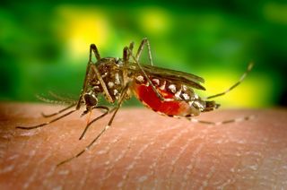 Los meses cálidos y los mosquitos ¿Pueden transmitir el coronavirus?
