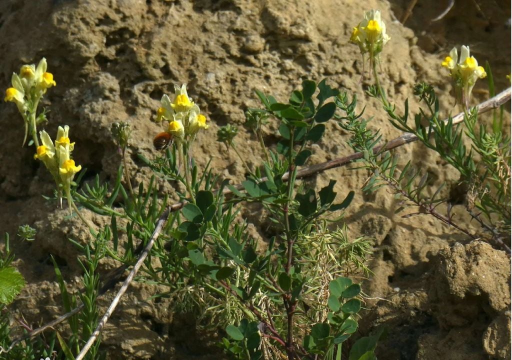 Embora exemplares da linaria almadensis tivessem sido recolhidos no século XIX, só agora se confirmou a sua existência. Foto: João Farminhão/Flora-On