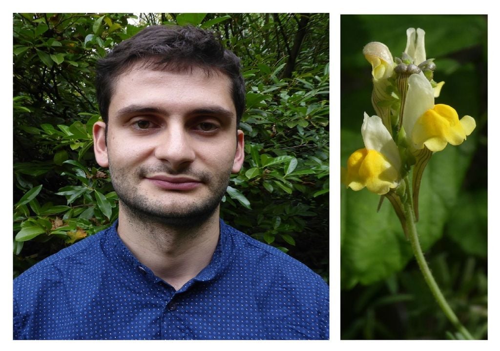 João Farminhão batizou a nova espécie de linaria almadensis em homenagem à cidade de Almada. Fotos: reprodução do Facebook e Flora-On