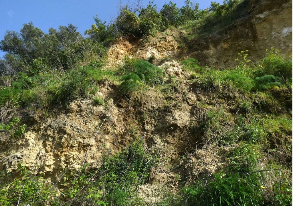 O habitat da linaria almadensis, com poucas dezenas de espécimes identificadas, encontra-se ameaçado pela construção de infraestruturas portuárias e plantas invasoras. Foto: João Farminhão/Flora-On