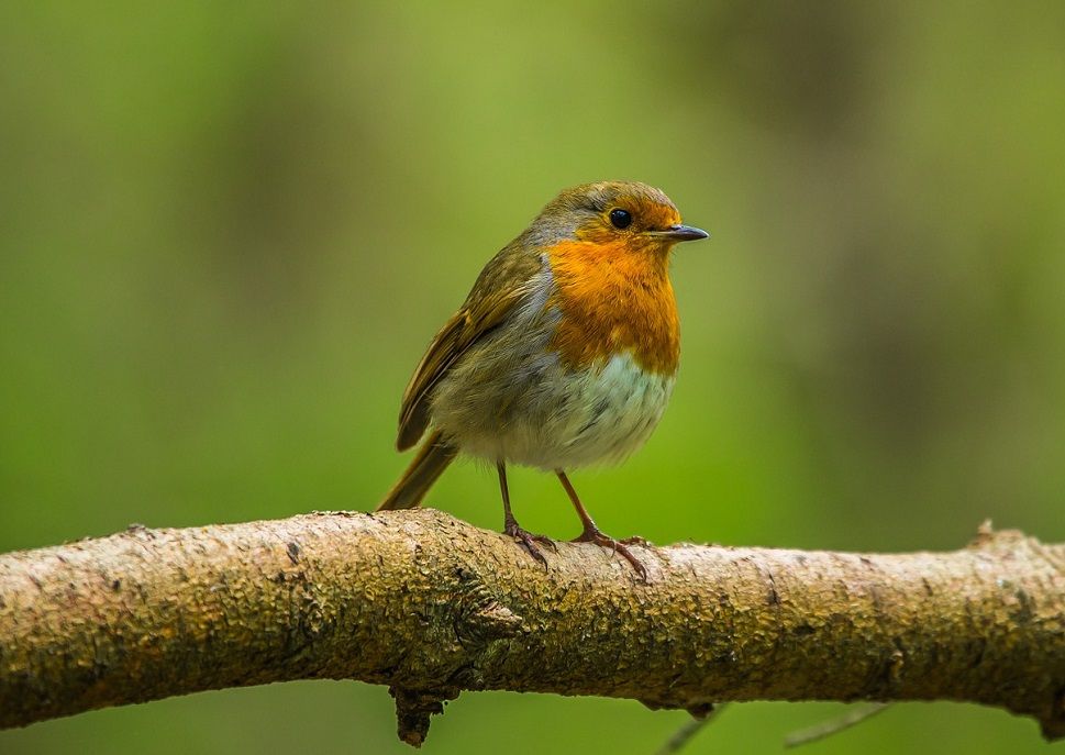 uccello-febbraio-risveglio-primavera