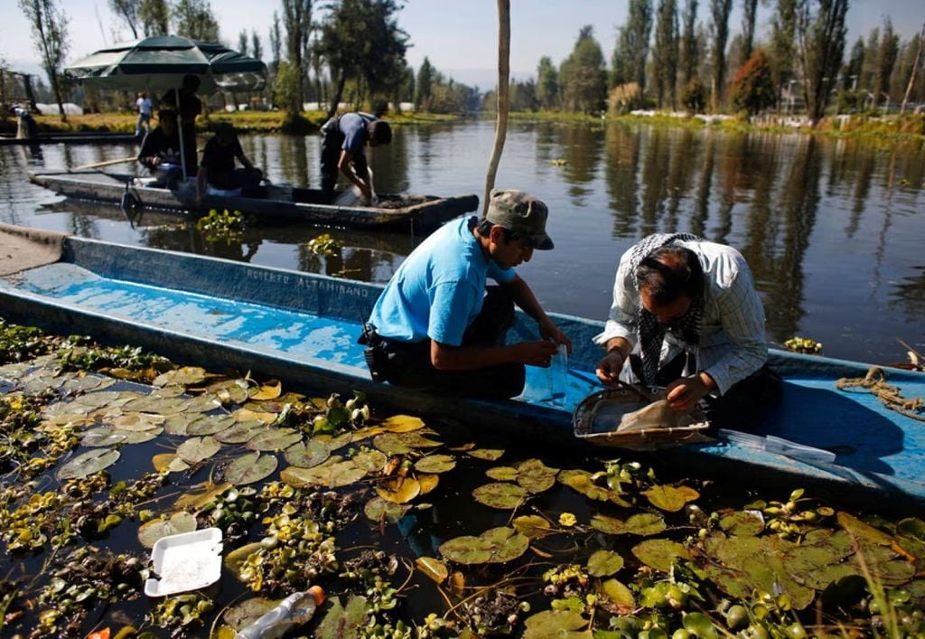 Moradores e cientistas procuram insetos nos canais de Xochimilco, na Cidade do México. Os axolotes, que se alimentam de insetos, agora são uma espécie ameaçada de extinção. Crédito: Tomas Bravo/Reuters Moradores e cientistas procuram insetos nos canais de Xochimilco, na Cidade do México. Os axolotes, que se alimentam de insetos, agora são uma espécie ameaçada de extinção. Crédito: Tomas Bravo/Reuters