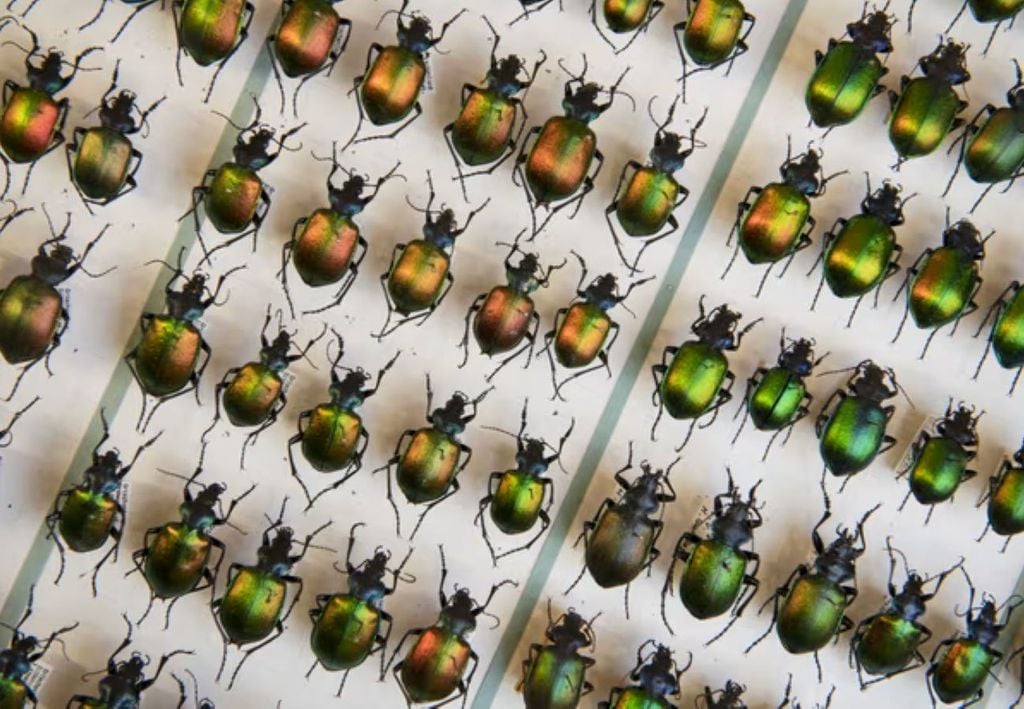 O besouro Calosoma sycophanta, ou caçador de lagartas florestais, está em declínio na Alemanha, onde o número de insetos voadores em 63 reservas caiu 75% em menos de 30 anos. Foto: T Lohnes/Getty O besouro Calosoma sycophanta, ou caçador de lagartas florestais, está em declínio na Alemanha, onde o número de insetos voadores em 63 reservas caiu 75% em menos de 30 anos. Foto: T Lohnes/Getty