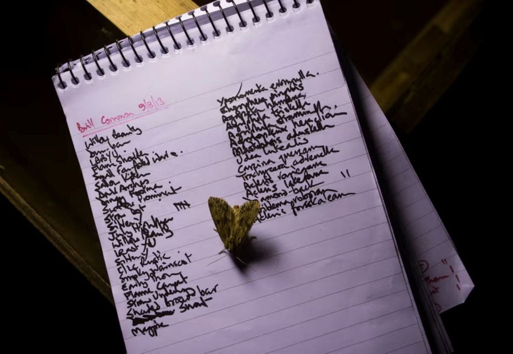 Uma lista de mariposas registadas em Brill Common, Buckinghamshire, em 2013. O número de mariposas maiores na Grã-Bretanha caiu 33% em 50 anos. Foto: Dan Kitwood/Getty Uma lista de mariposas registadas em Brill Common, Buckinghamshire, em 2013. O número de mariposas maiores na Grã-Bretanha caiu 33% em 50 anos. Foto: Dan Kitwood/Getty