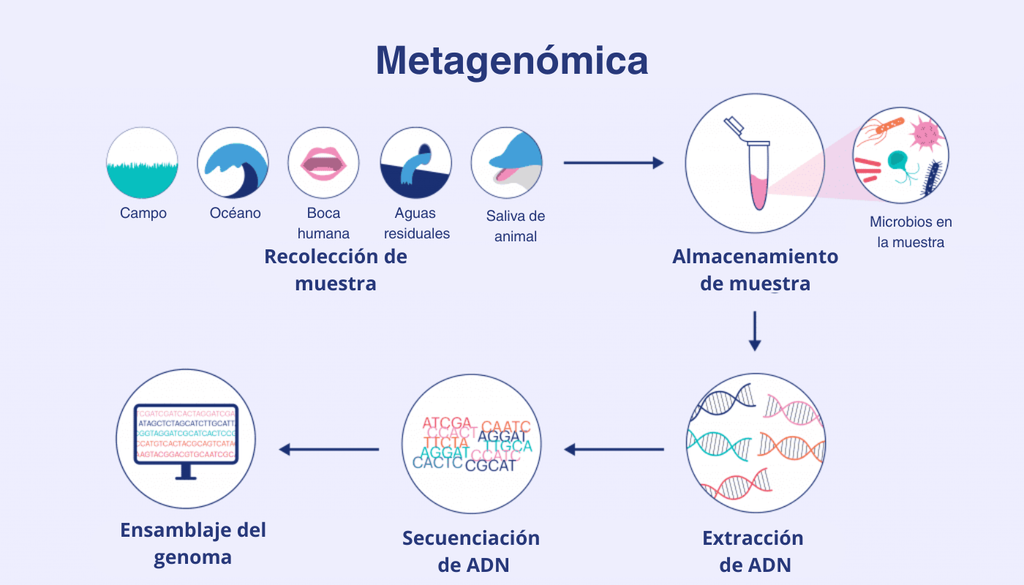 metagenómica Etapas del estudio del ADN a través de la metagenómica. Crédito: Innovative Genome Institute.