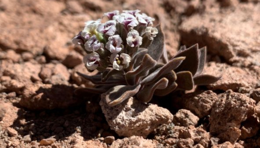 Menonvillea Menonvillea, una de las plantas estudiadas a través de metabarcoding. Crédito: Claudio Latorre - IEB.