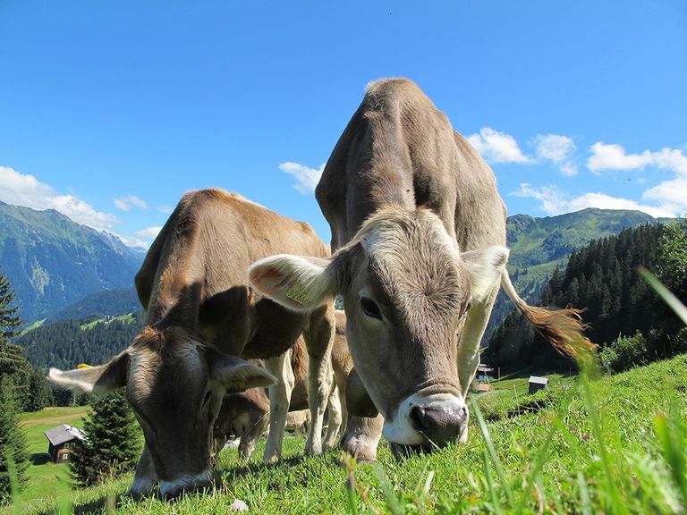 metano vacas metano vacas