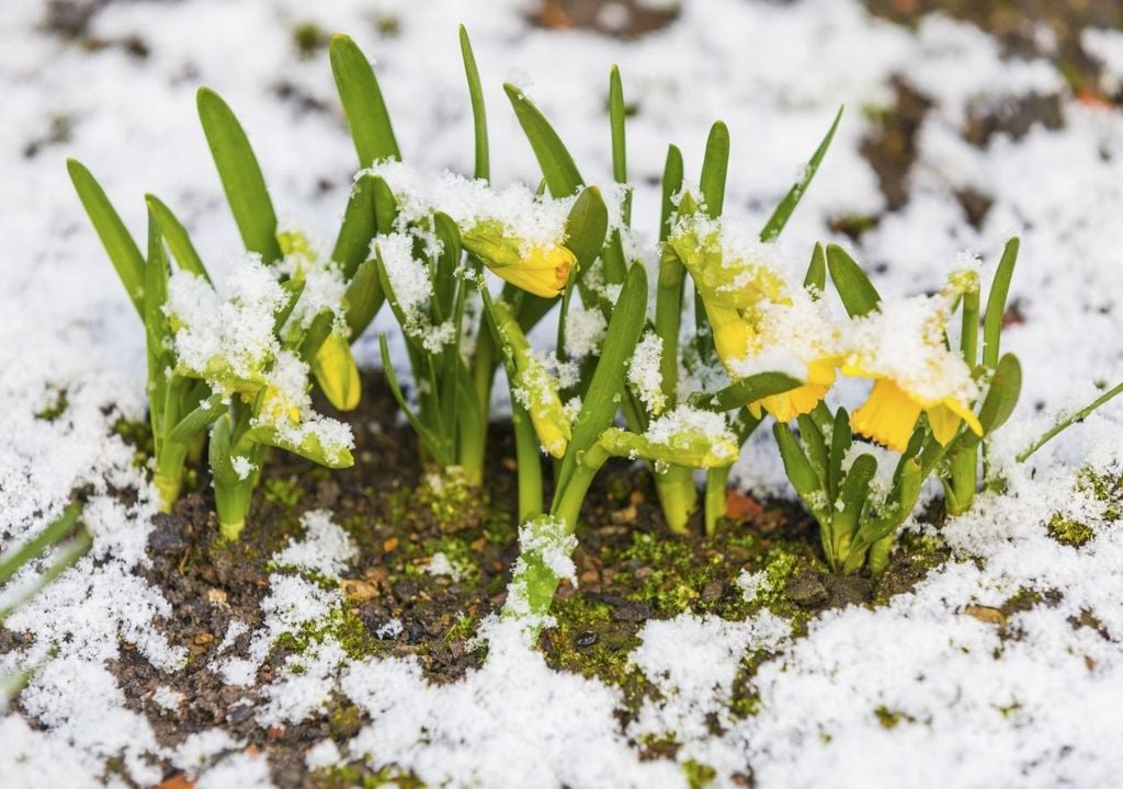 Nella prima parte di aprile l’Italia continuerà ad essere influenzata dalle fredde correnti settentrionali, o orientali, che manterranno le temperature su valori sotto le medie del periodo.