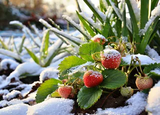 Météo au potager : le risque de gel est-il terminé pour la suite du printemps ? Peut-on tout planter sans risque ? 
