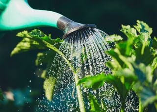 M&eacute;t&eacute;o caniculaire : voici des astuces pour optimiser votre arrosage du potager