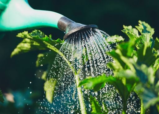 M&eacute;t&eacute;o caniculaire : voici des astuces pour optimiser votre arrosage du potager