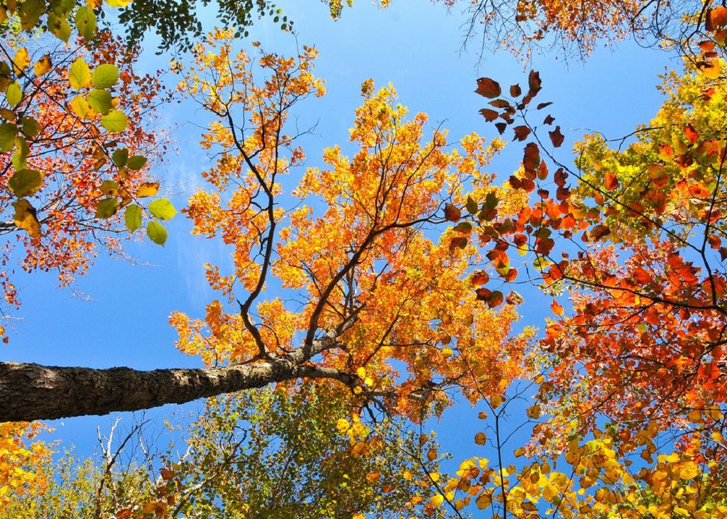 Au milieu des couleurs de l'automne, le bleu s'imposera dans le ciel de la plupart des régions cette semaine.