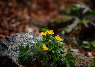 Meteo, che tempo farà a marzo?