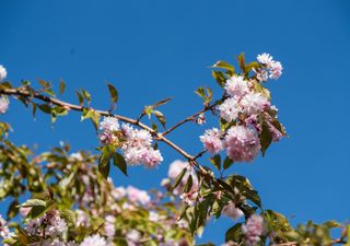 Meteo Italia, come sarà la primavera 2022? Ecco la tendenza