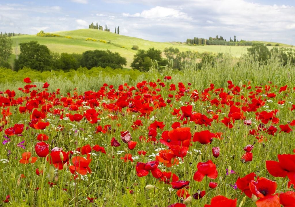 papaveri-toscana papaveri-toscana