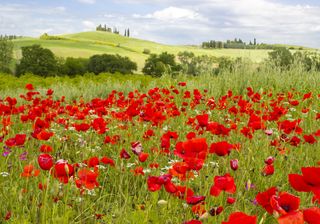 Meteo, come sarà il mese di maggio?