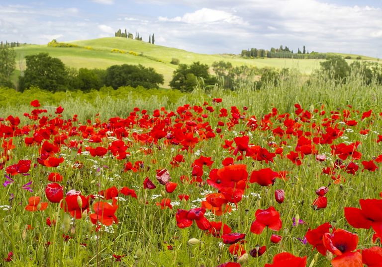 papaveri-toscana papaveri-toscana
