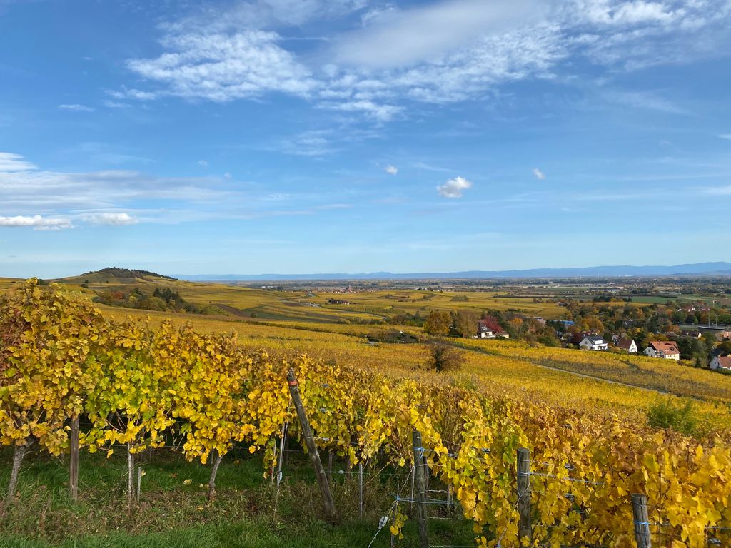vignes Alsace