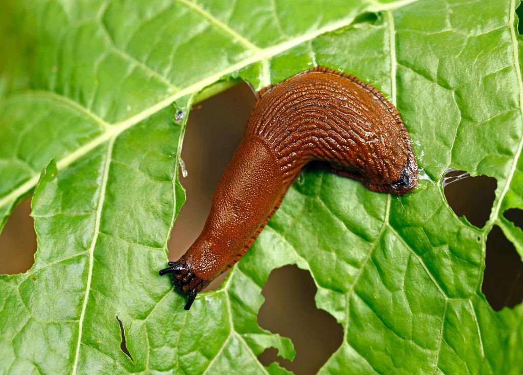 Les limaces raffolent des jeunes pousses de salades ! Les limaces raffolent des jeunes pousses de salades !