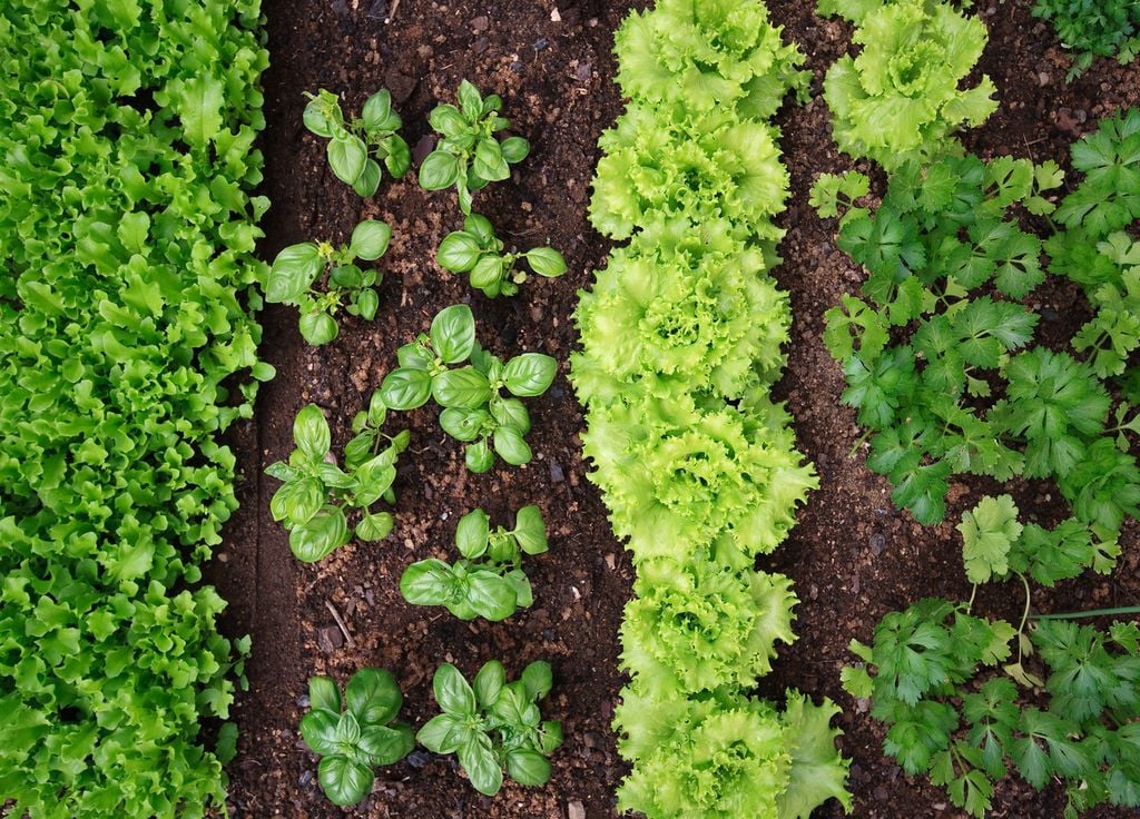 Une culture de salades peu rapidement être réduite à néant par les limaces. Une culture de salades peu rapidement être réduite à néant par les limaces.