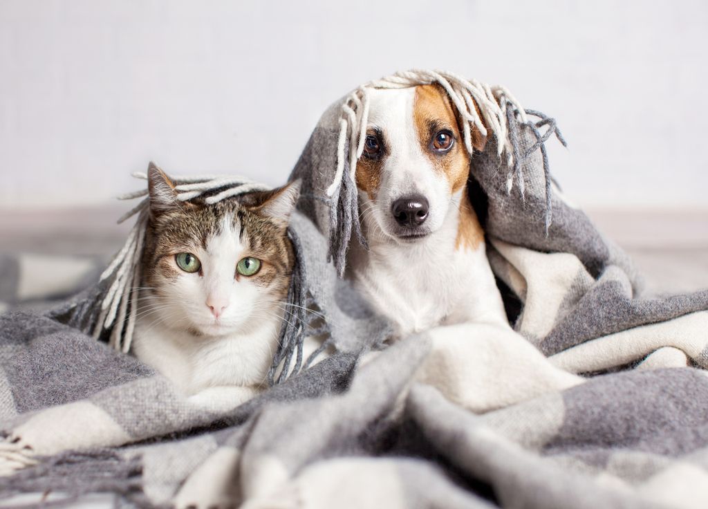 Les chiens, en particulier ceux à poil court, les jeunes chiots et les animaux âgés, peuvent bénéficier de vêtements d'hiver tels que des manteaux ou des pulls. Les chiens, en particulier ceux à poil court, les jeunes chiots et les animaux âgés, peuvent bénéficier de vêtements d'hiver tels que des manteaux ou des pulls.