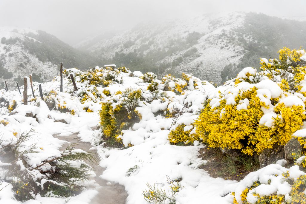 Neige sur Cévennes