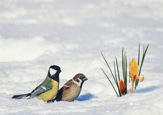 Meteo, freddo e neve tardivi: nevicherà in pianura? Ecco i dettagli