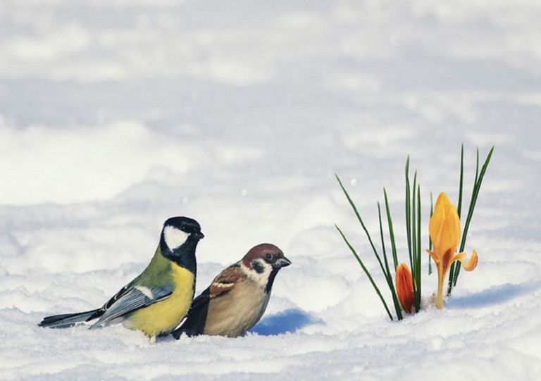freddo-neve-italia freddo-neve-italia