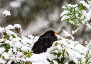 Meteo: i giorni della merla. Cosa sono e il tempo previsto